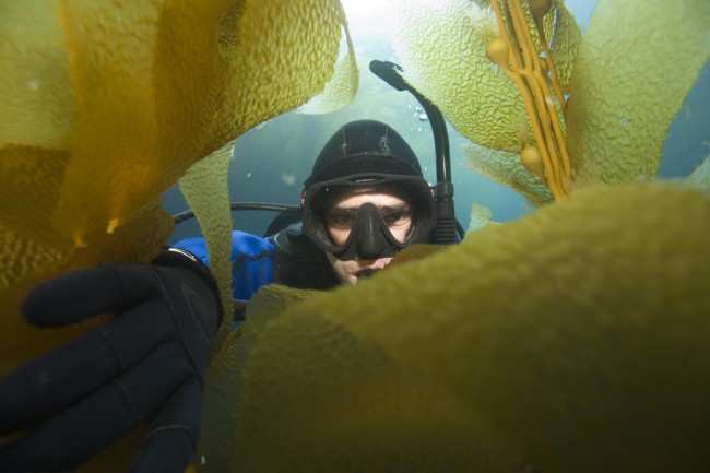 5 Reasons We Love Diving California Kelp Forests
